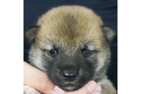 成約済の愛知県の柴犬-327759の4枚目